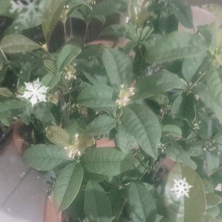 .听风观月