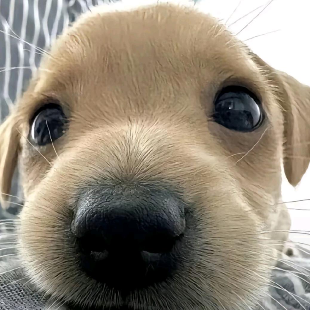 小灯泡(三角洲行动)