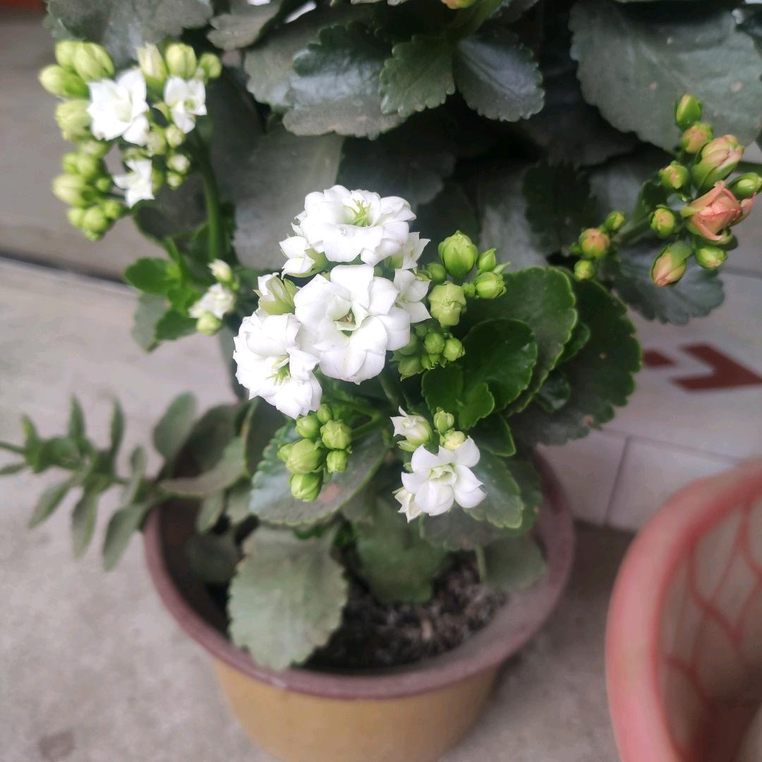 香 柚短剧