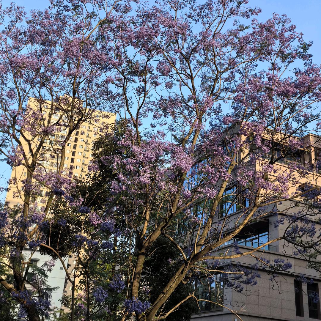 -天若有情🍇