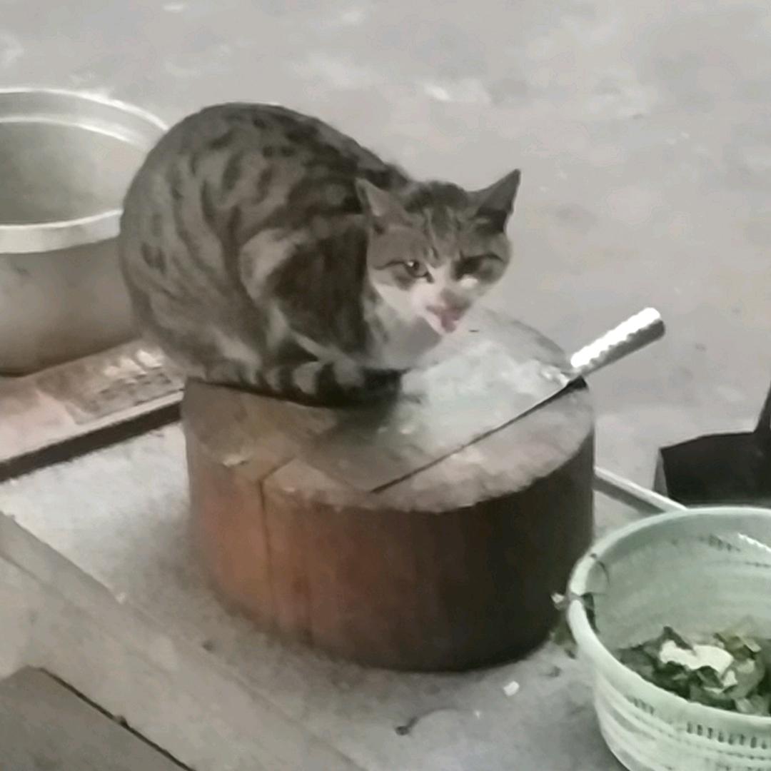 榆木脑袋