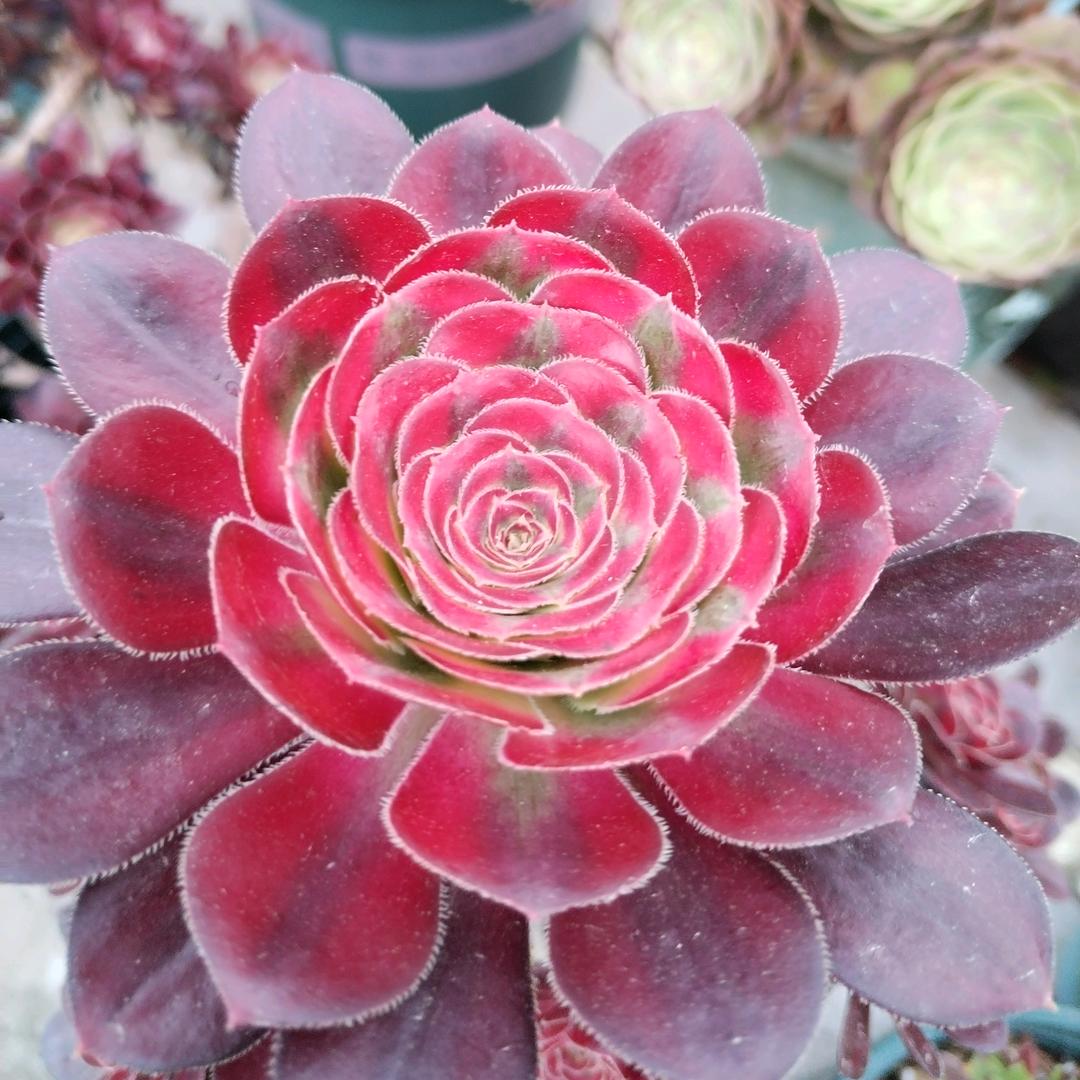 💞余生随心💝