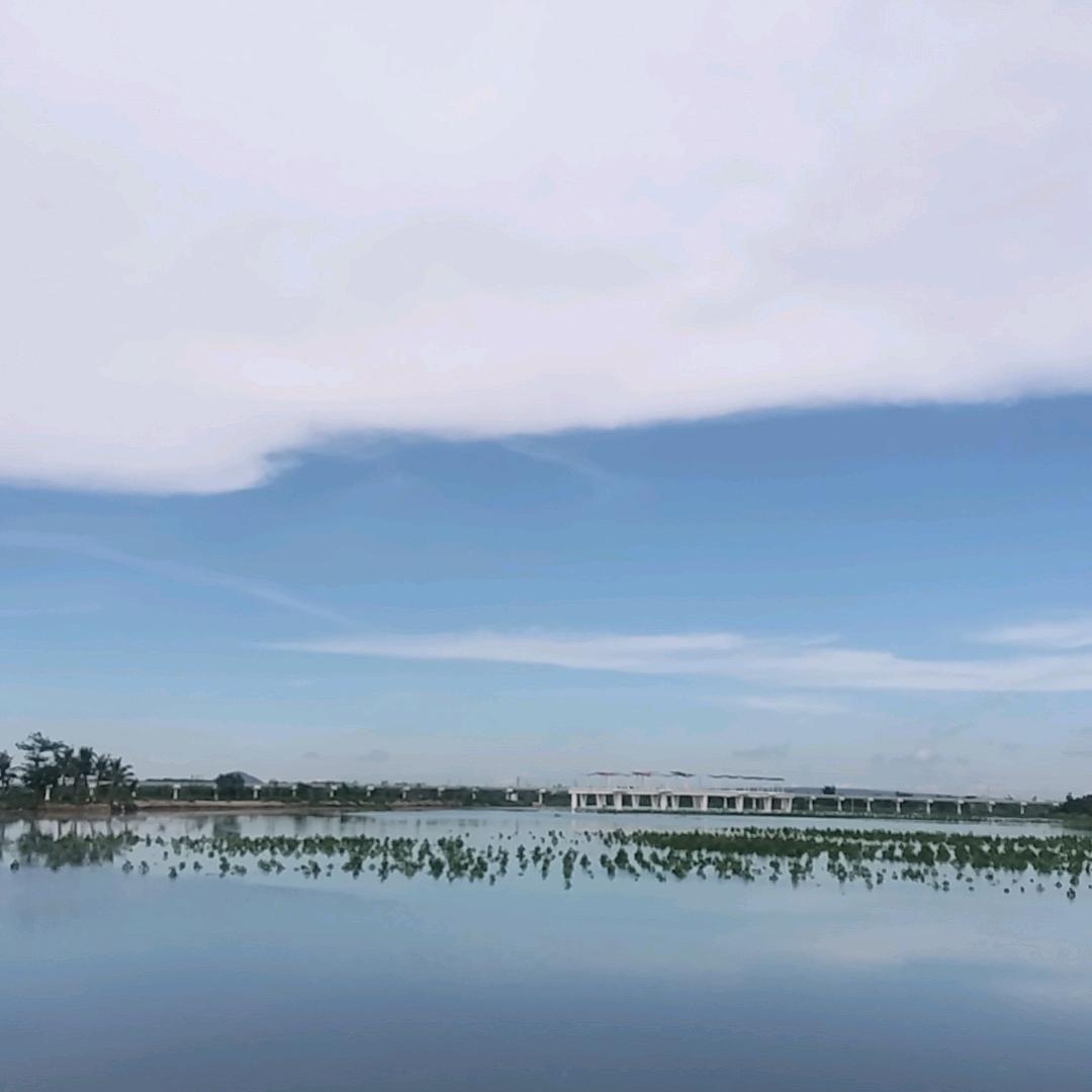 萝卜也是菜