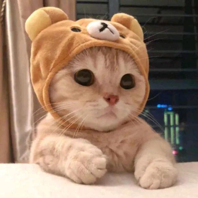蜀山小貓咪