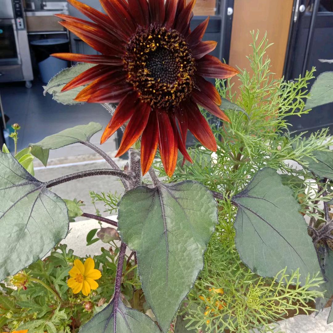 小鱼儿手机攝影