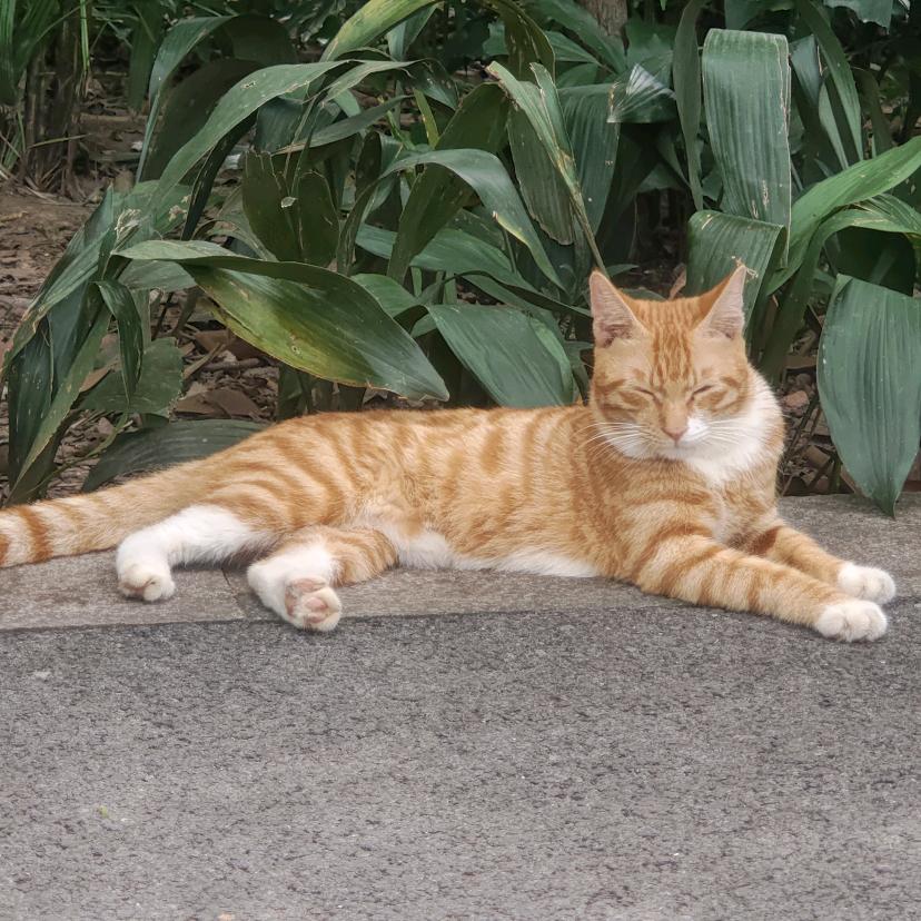 留一首你所爱的歌曲（简约版）