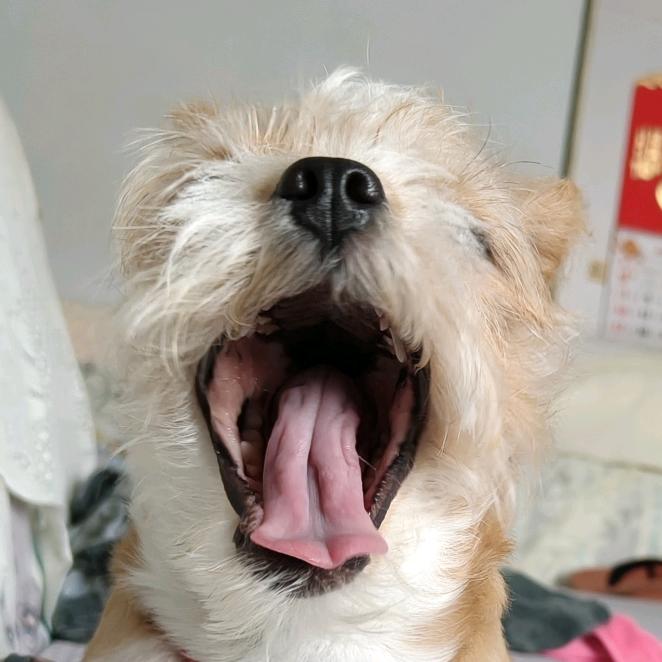 农村养鸡日常