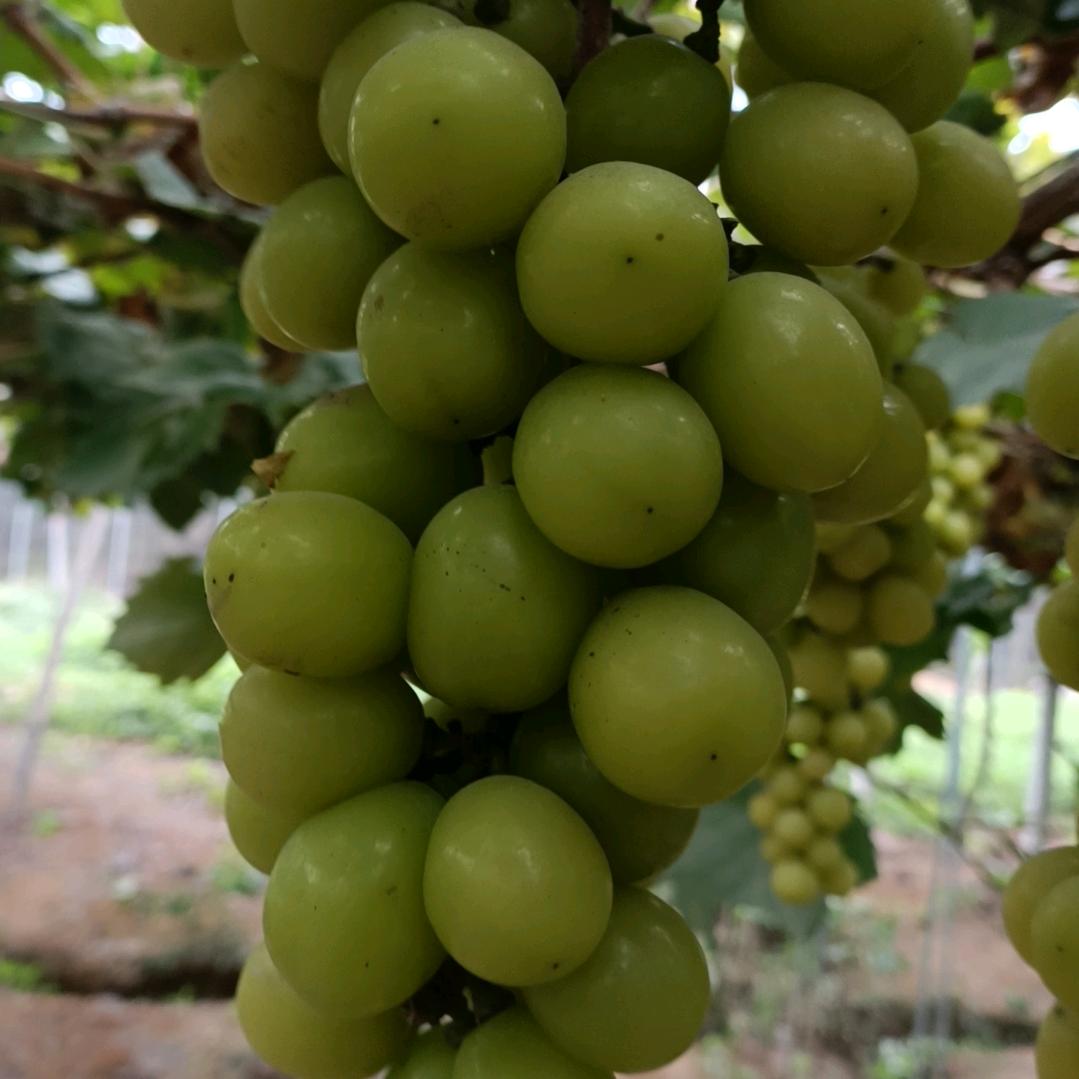 杨西林万紫千红生太果园