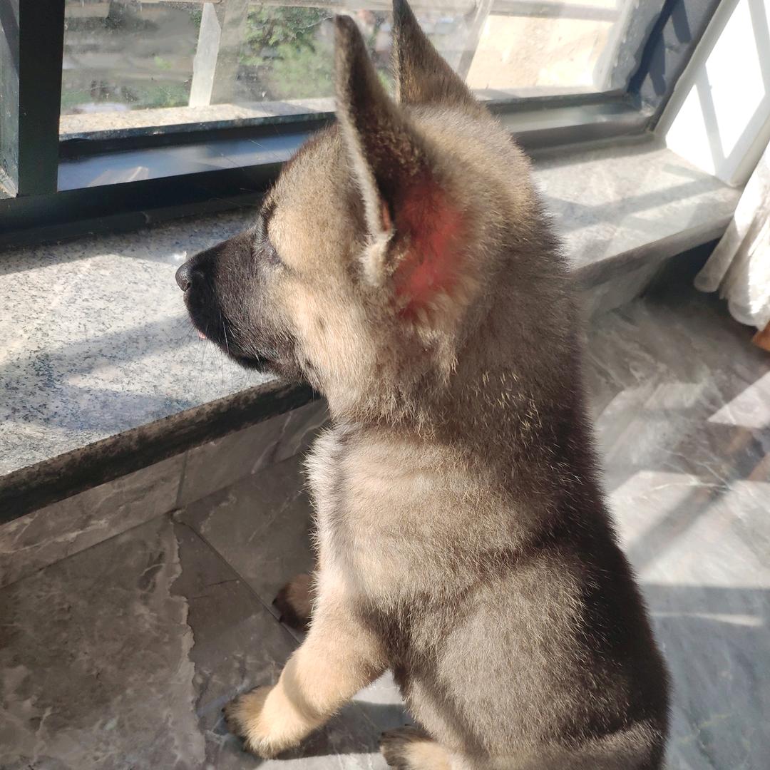 中华田园犬🐕旺财