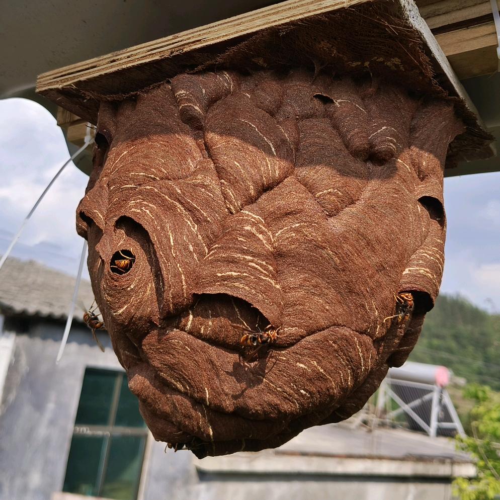 盘州市地谷牛胡峰养殖