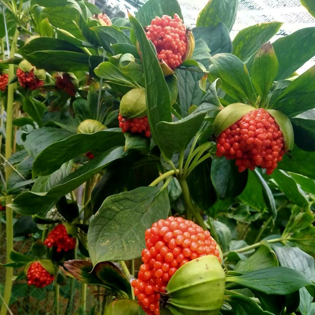 云南小东🌾搞农业