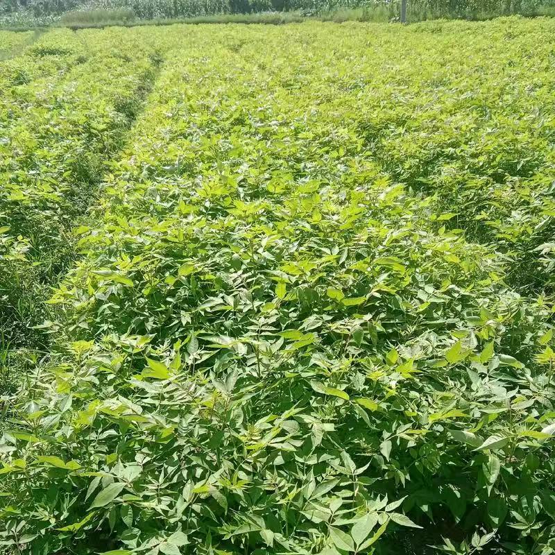 特殊种植佳佳