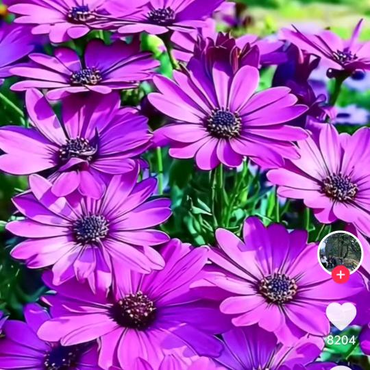 每天幸福快乐🌹🌹