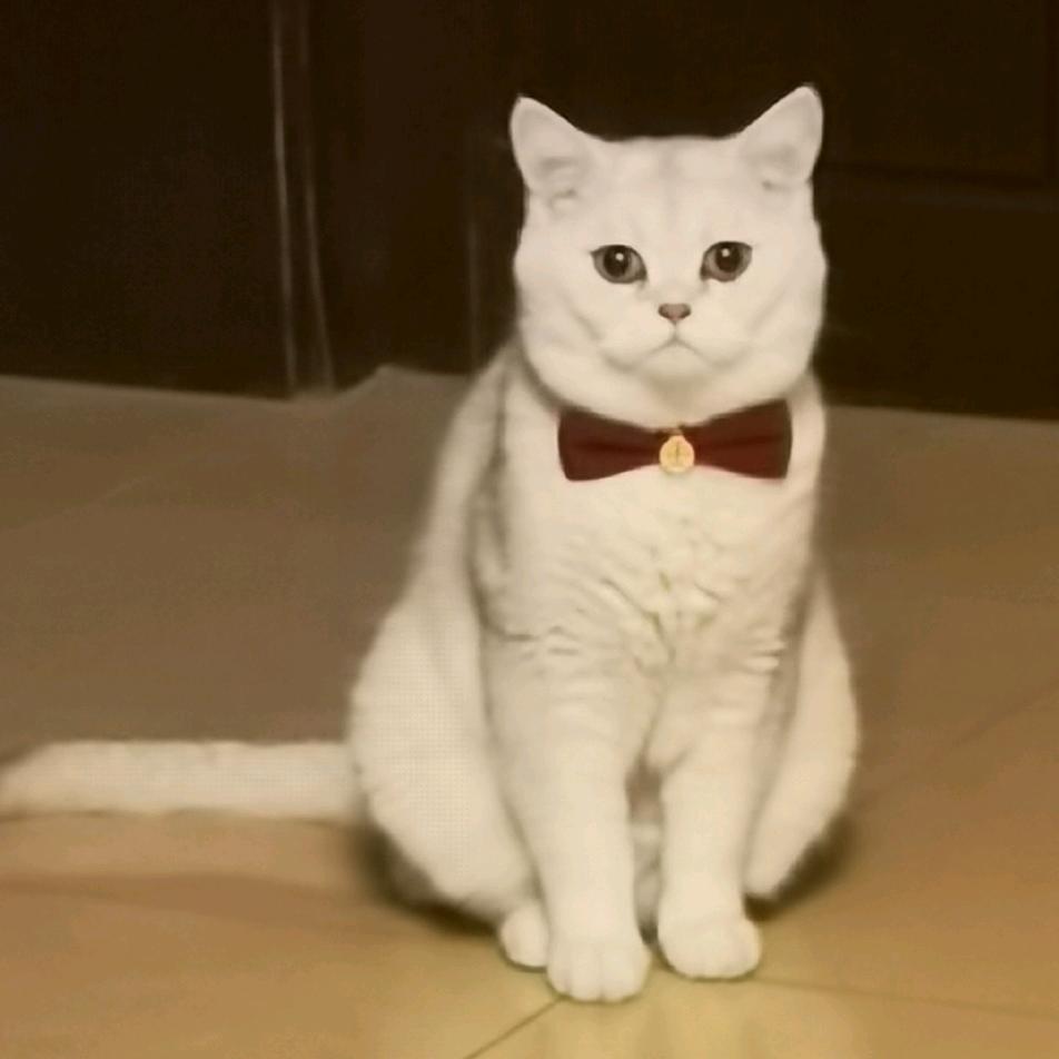 我才是静静