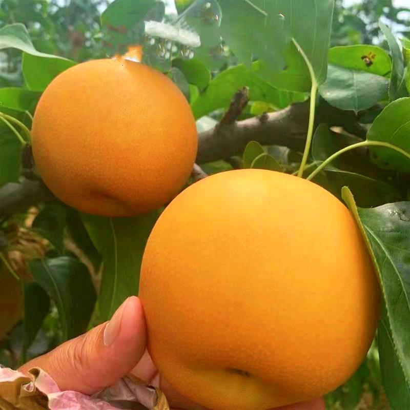 洑记平邑隆力苗木有限公司果树苗木专卖店