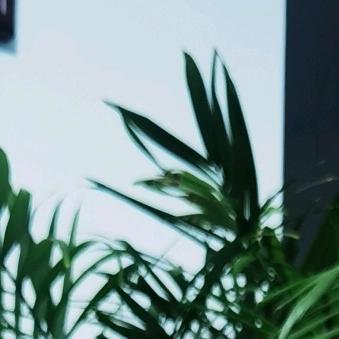花开半夏