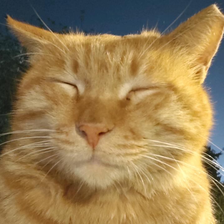 猫头
