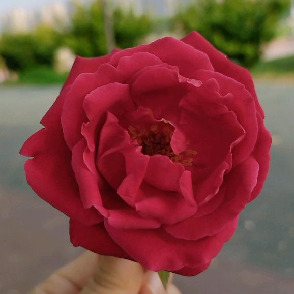 56789🌹