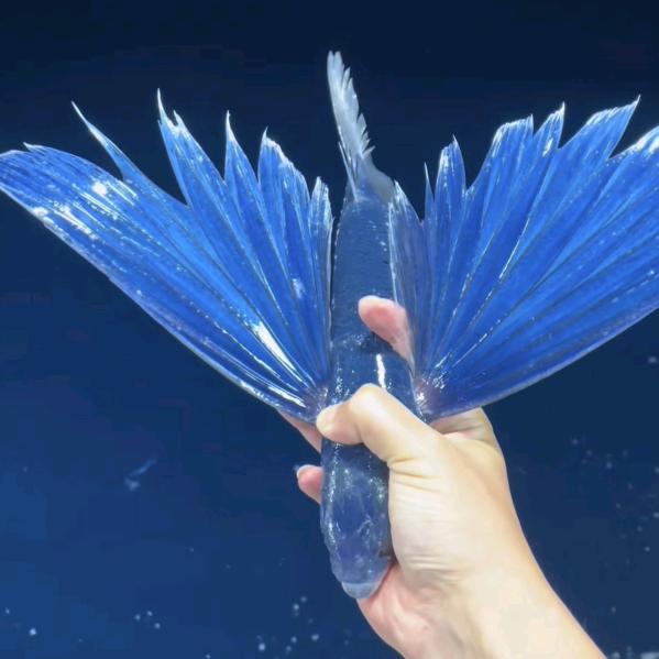 🌈风的季节🫶