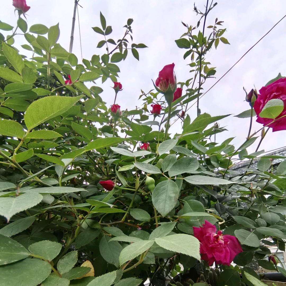 🌴🥦粤来粤顺🌴🌻