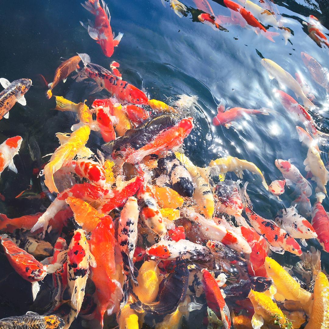 豆皮（打工版）