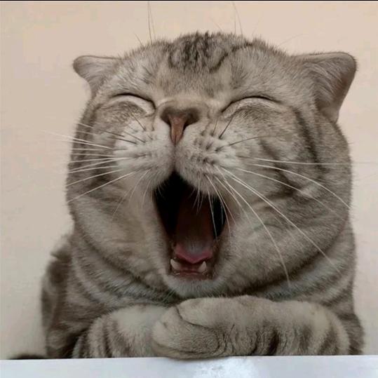 🌈黑粉头子🌈