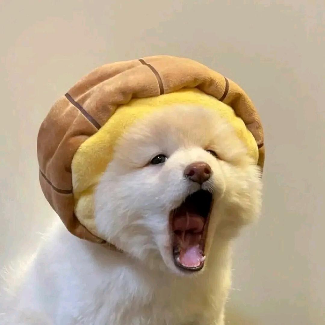 小小爱宠家