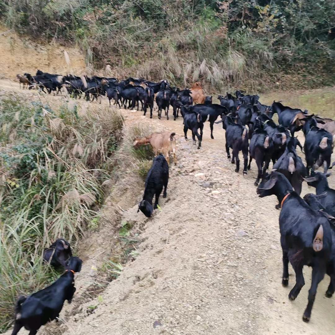散养黑山羊