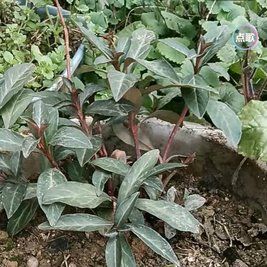 腰颈草药哥。合水镇