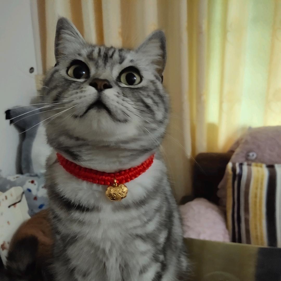 粒粒