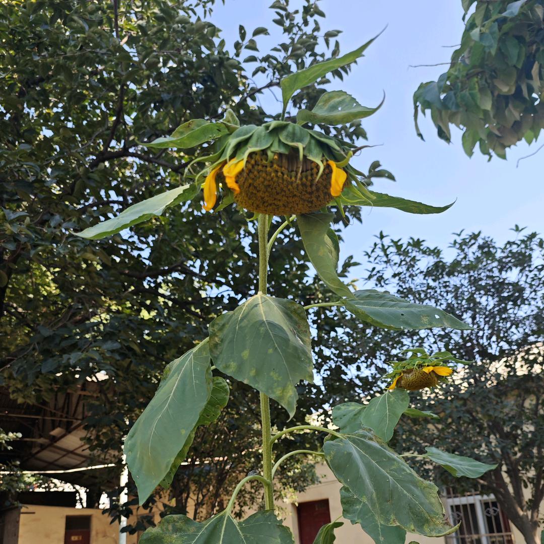 王小真