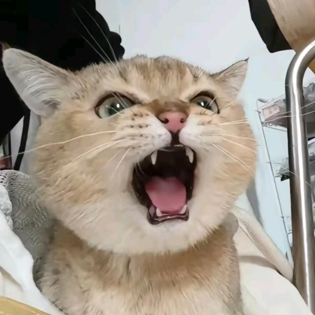 软月词