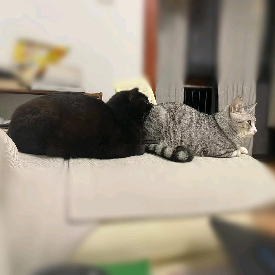 两只可爱咪😽