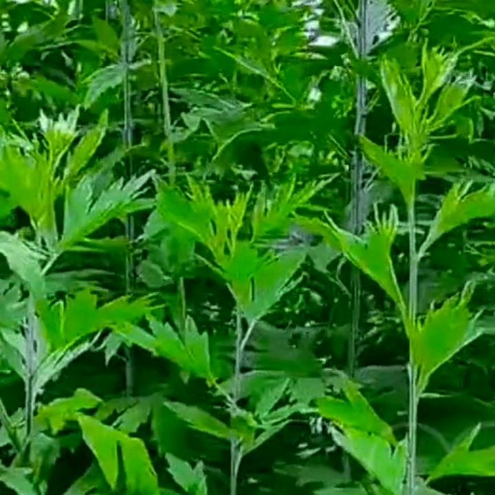 我喝的咖啡，不加糖