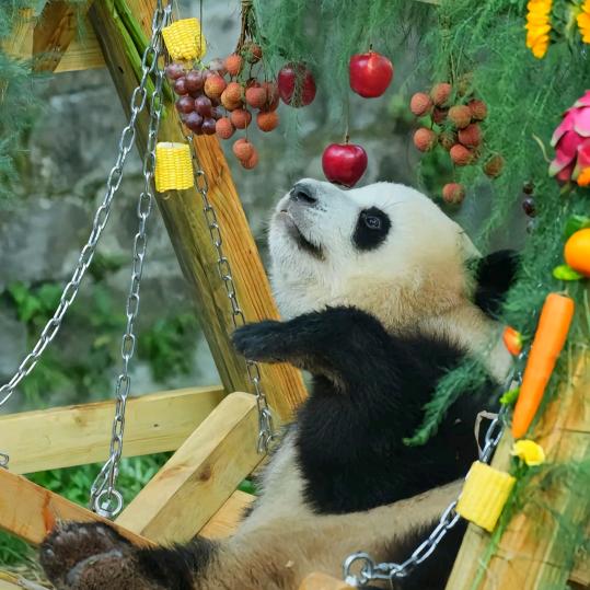 芙昂等 20.2万人