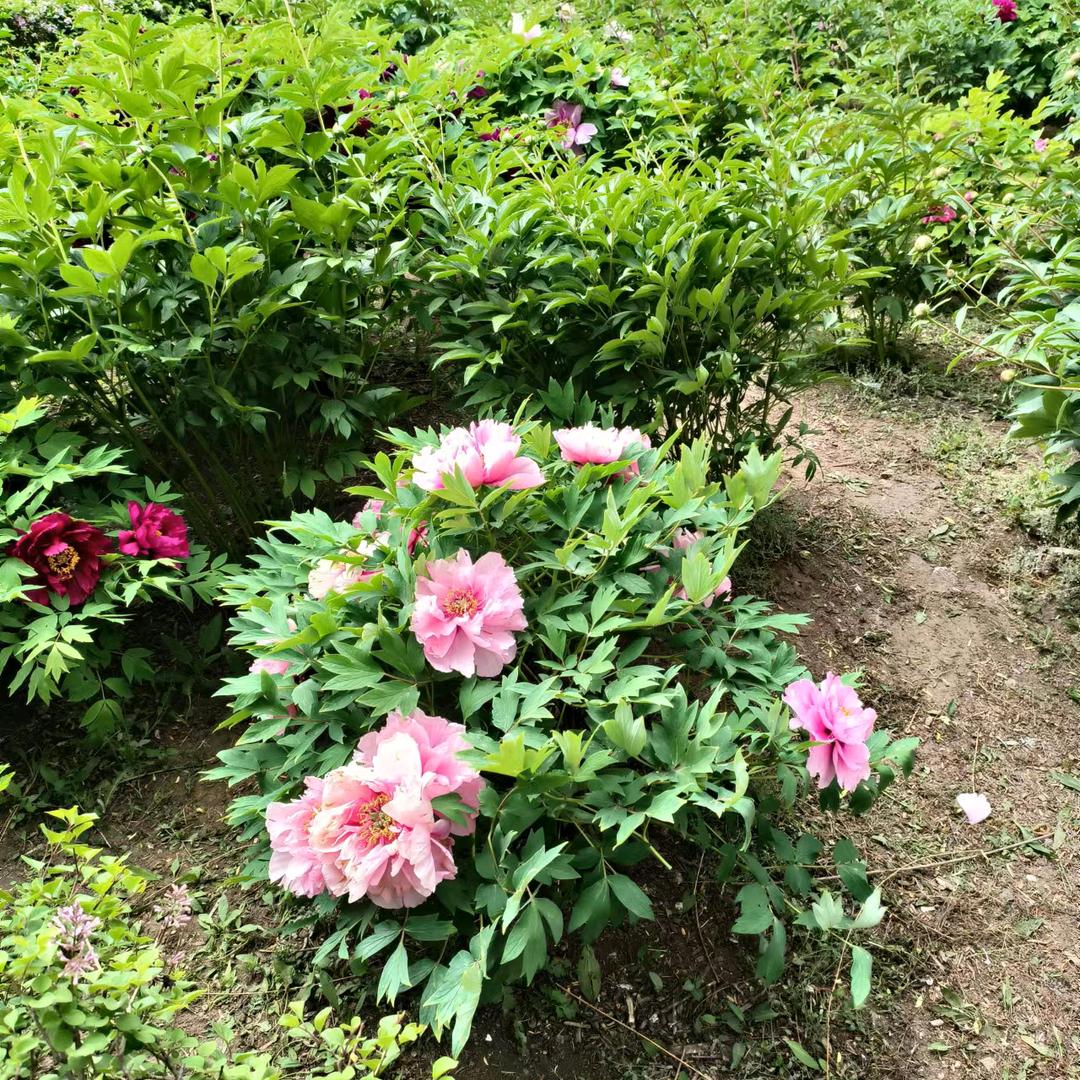苹果