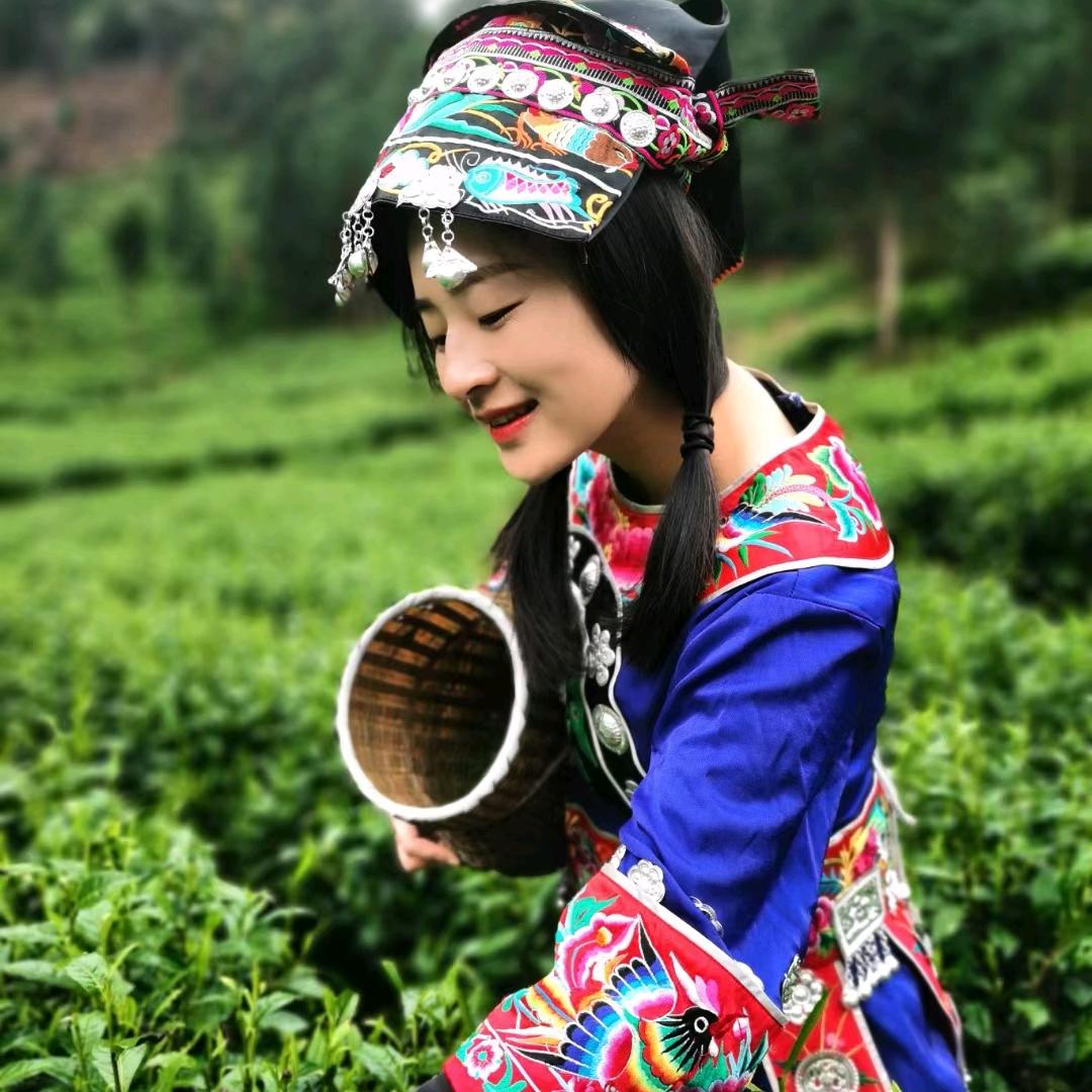 保靖黄金茶源头厂家—湘妹子
