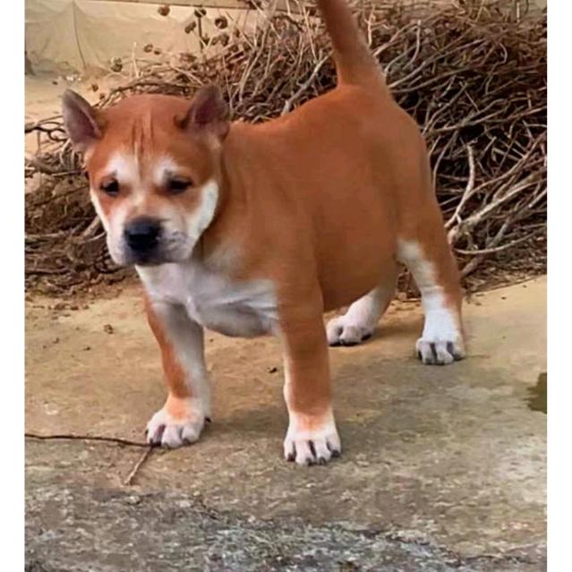 广西玉林中华田园犬