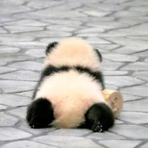 姚叶