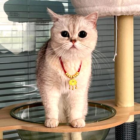 招财是只猫～