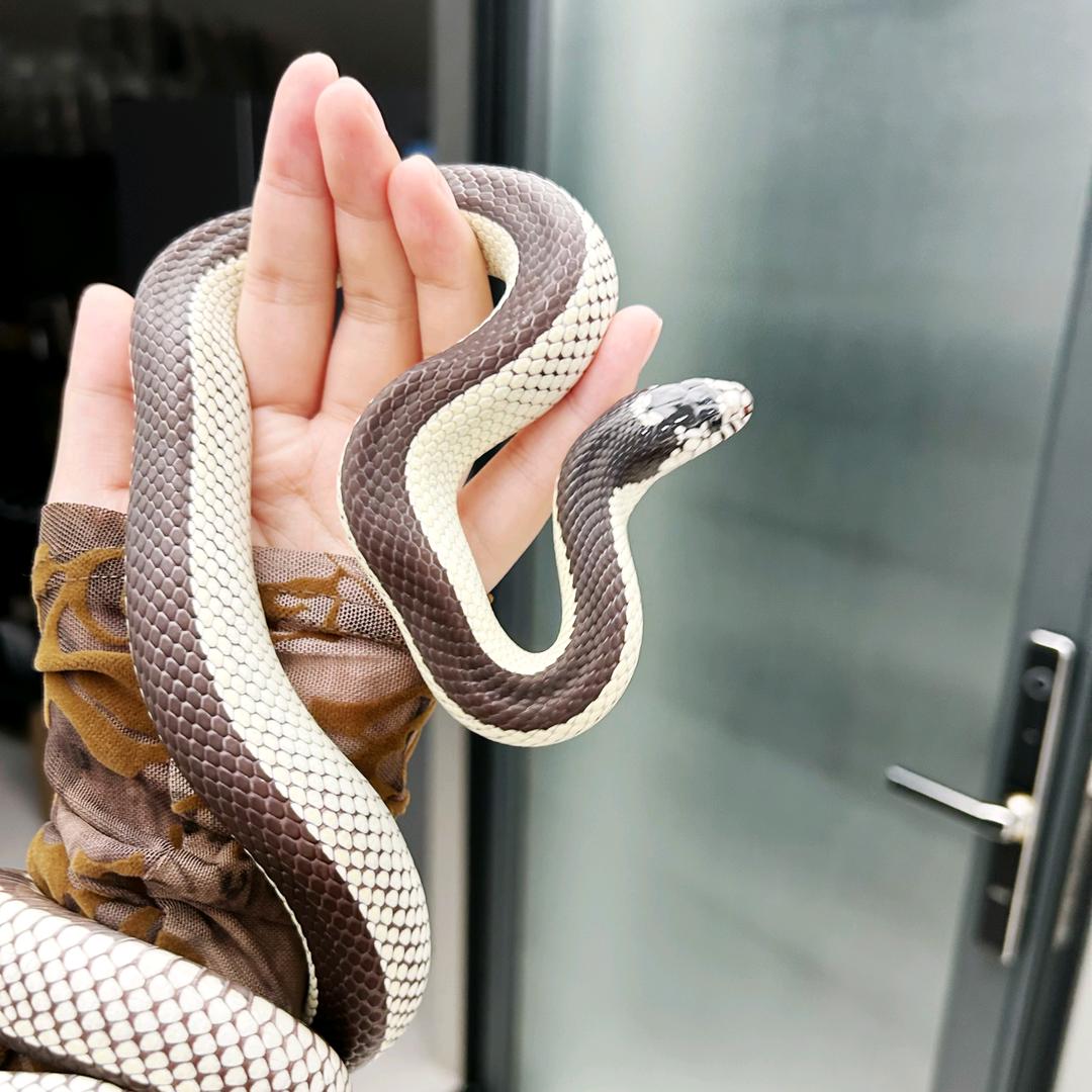 奎恩宠物🐍