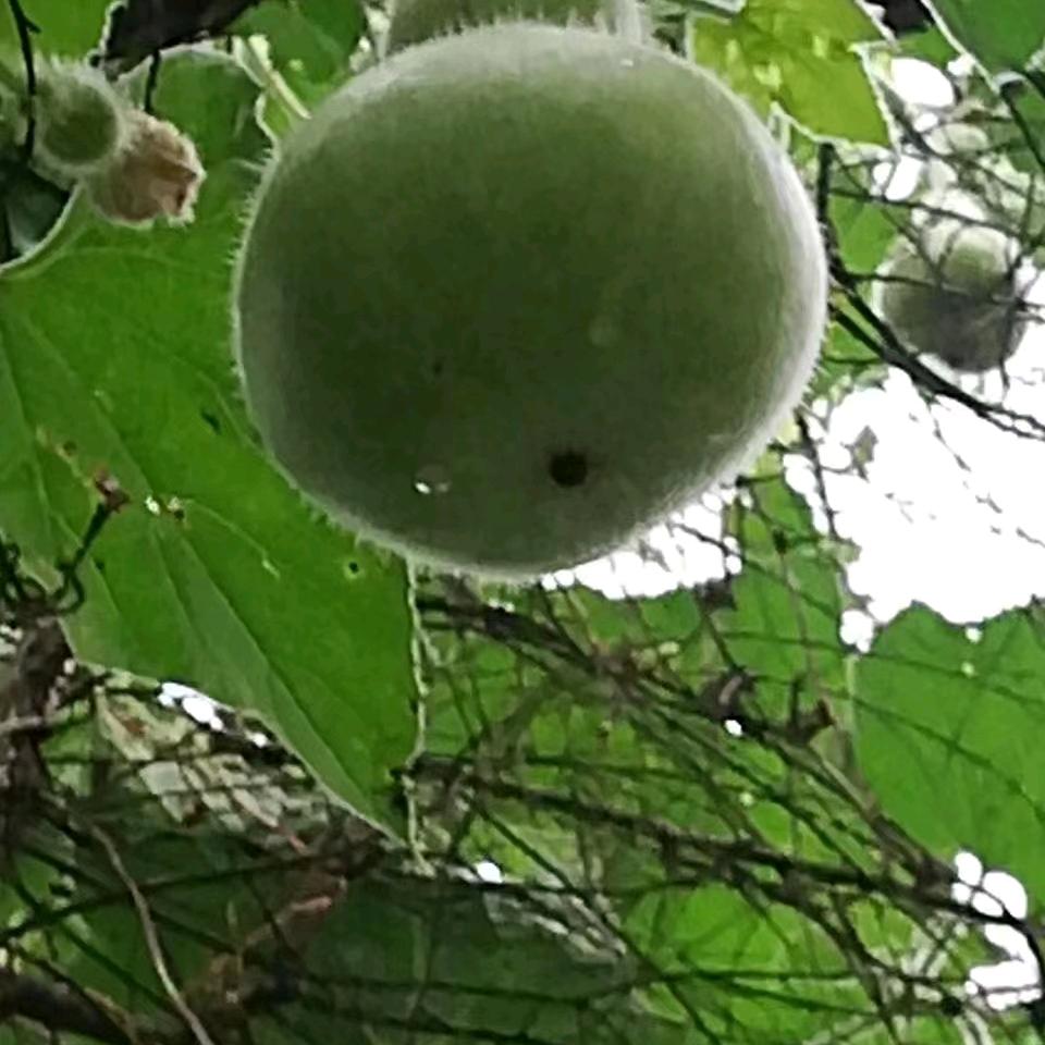 轩