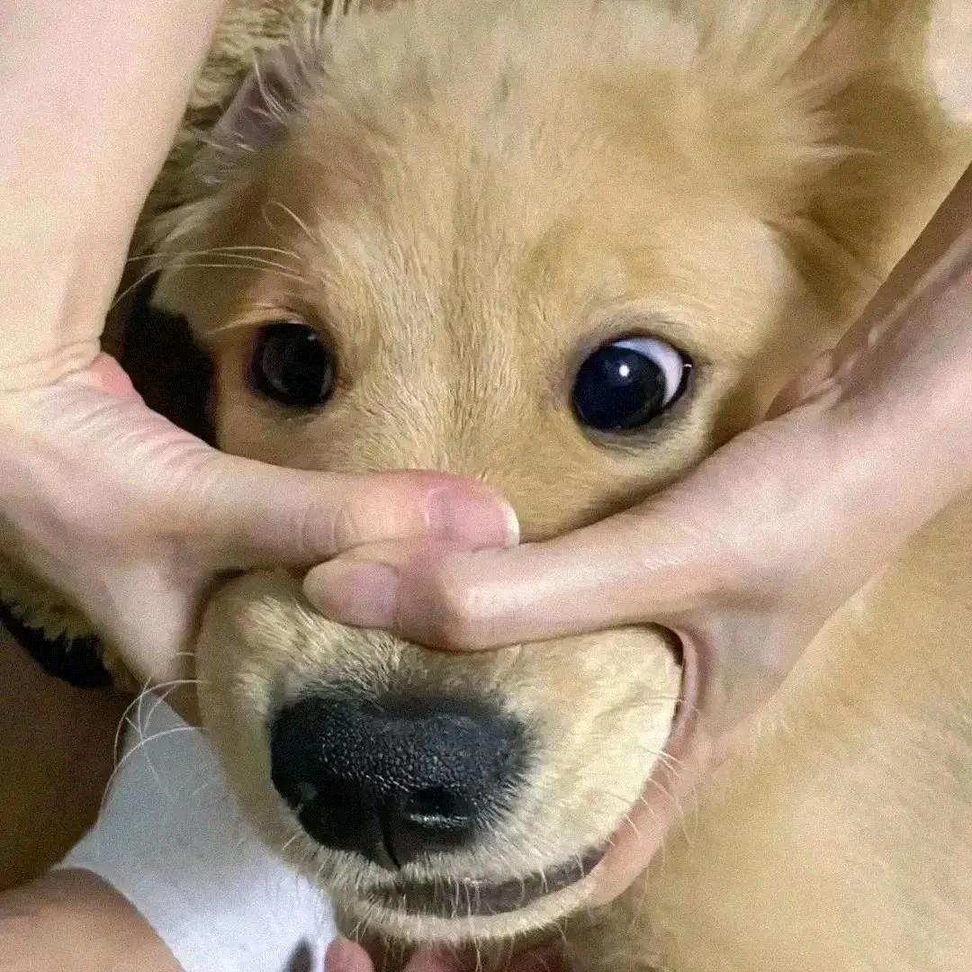 温文尔雅