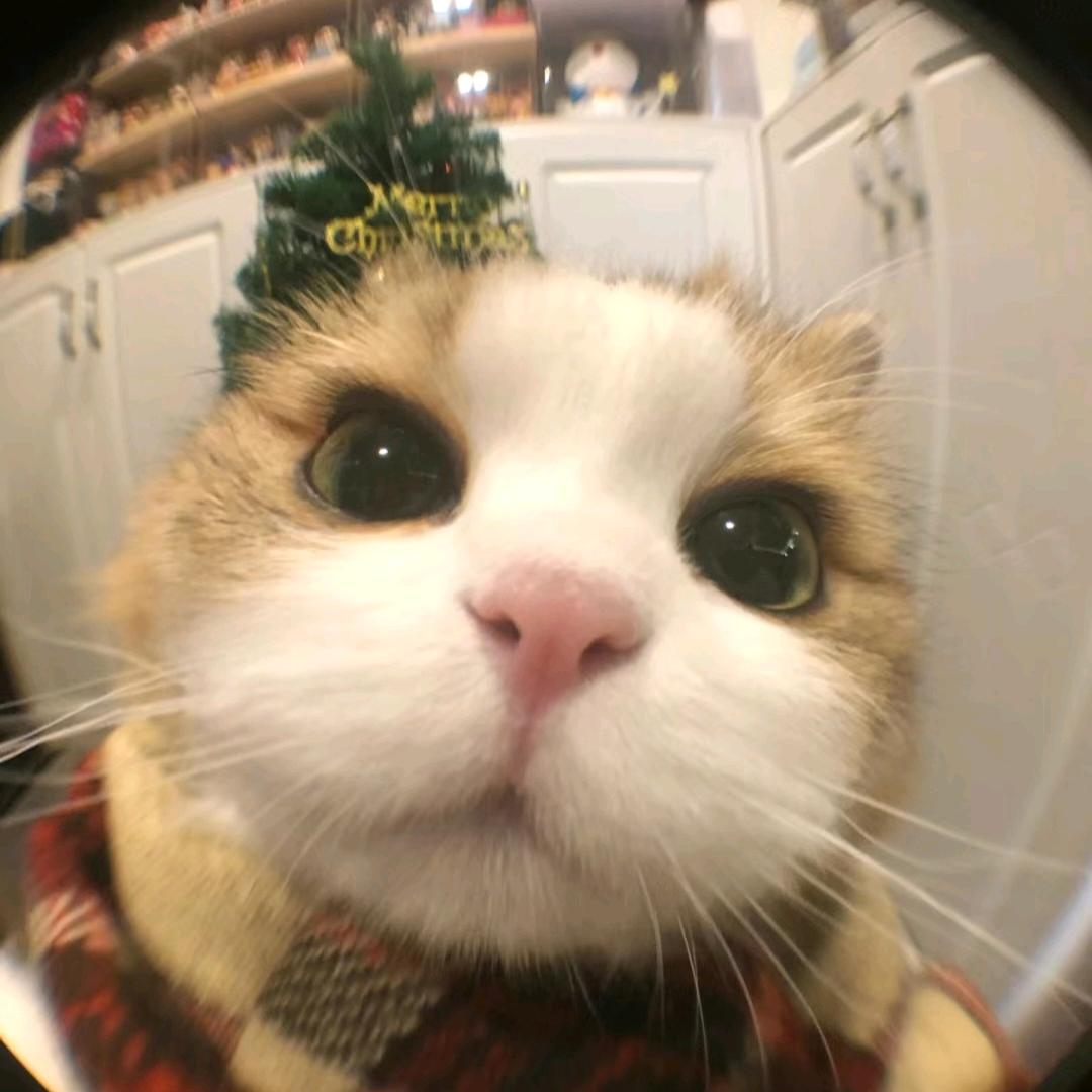 酷i猫猫头
