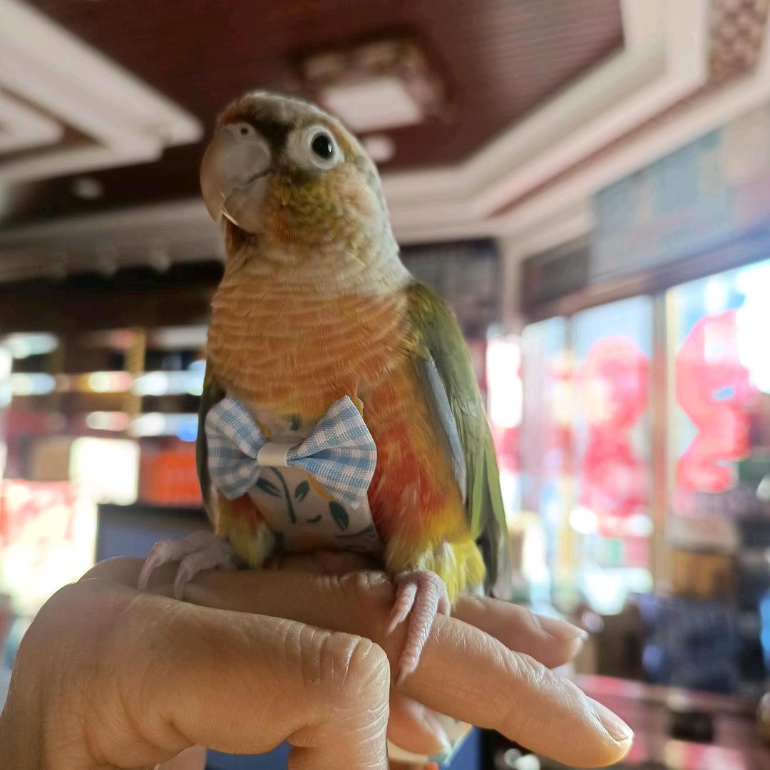 红花郎杨静副食商行尉氏县城关镇杨静副食商行