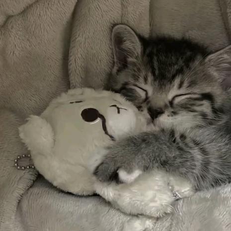 猫猫(上学版