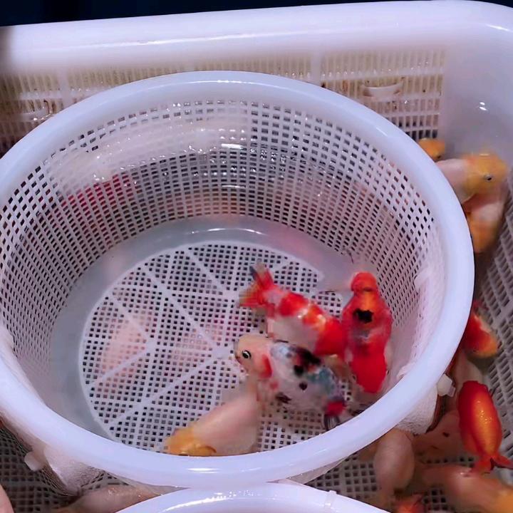：5