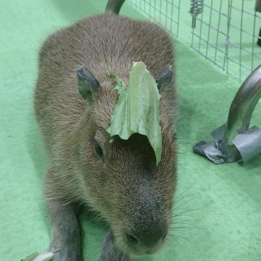 阿鱼在这里（游戏版~）