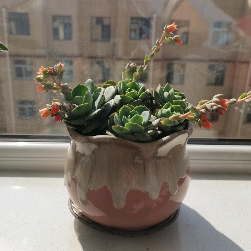 夏日繁花🌸