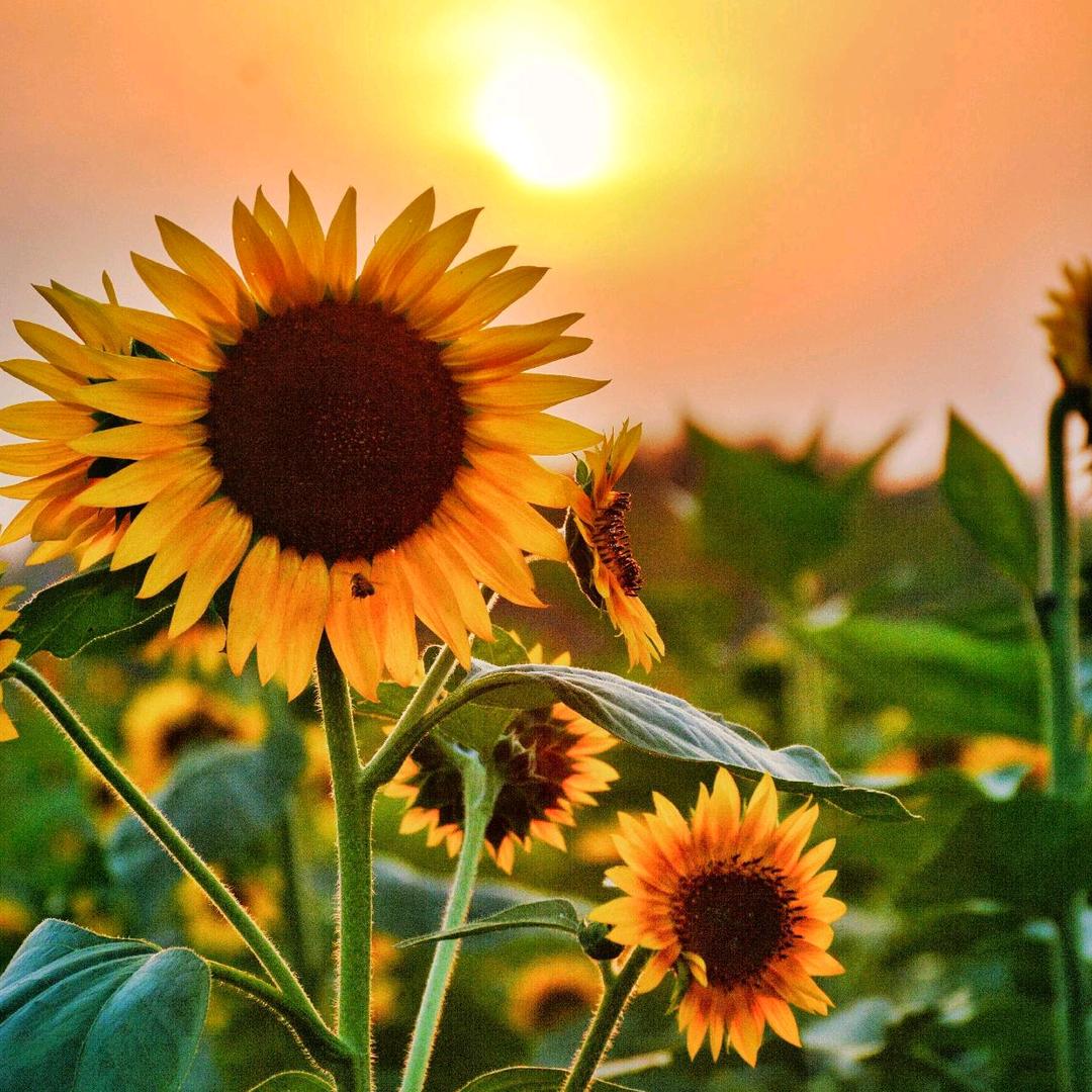 ꦿ໌: ꧔ꦿ᭄ 㜂孞（⌒▽⌒）